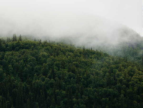 Wald aus dem Nebel aufsteigt